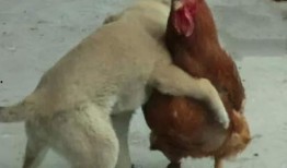 福清鸡哥爆料视频大全,揭秘幕后真相与精彩瞬间